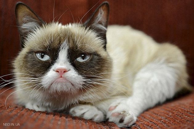 Знаменитая Grumpy Cat заработала 100 млн $
